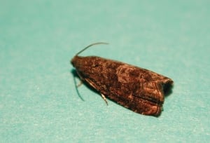 Adult oriental fruit moth