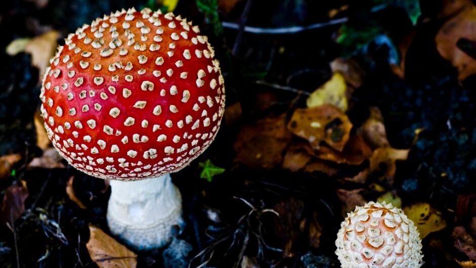 Commonly known as Fly Agaric, the poisonous mushroom has been noted for its hallucinogenic properties. There's a renewed push for psychedelics in psychiatry, many scientists feel these drugs have enormous potential and research should be facilitated, not hindered.