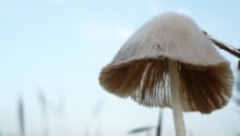 Mushroom psychedelic drugs