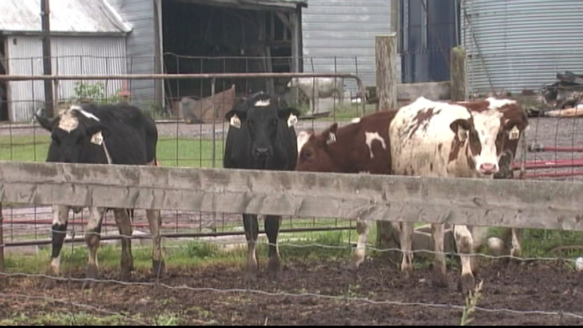 Teen charged with arson after barn fire kills 30 cattle CBC News