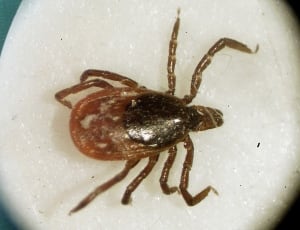 HealthBeat Ticks 5 Things