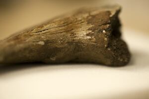Theropod claw