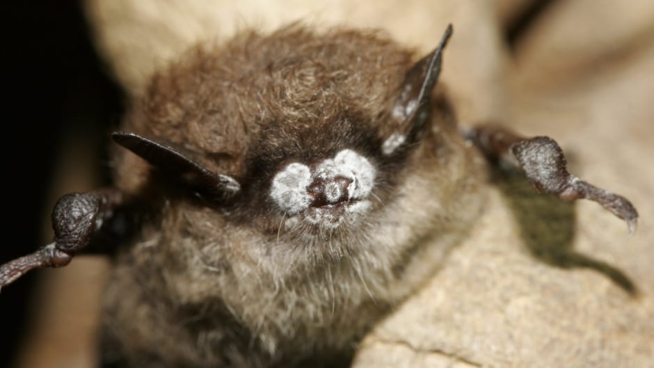 Scientists have reported the mysterious deaths of millions of bats in the United States and Canada over the past several years were caused by a fungus that hitchhiked from Europe.