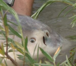 sturgeon closeup