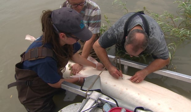 sturgeon surgery