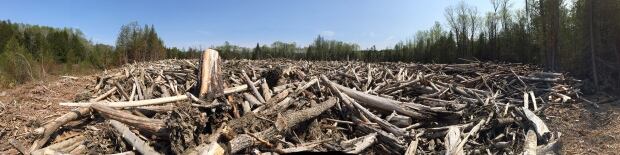 Gaspe log pile St-Jean River