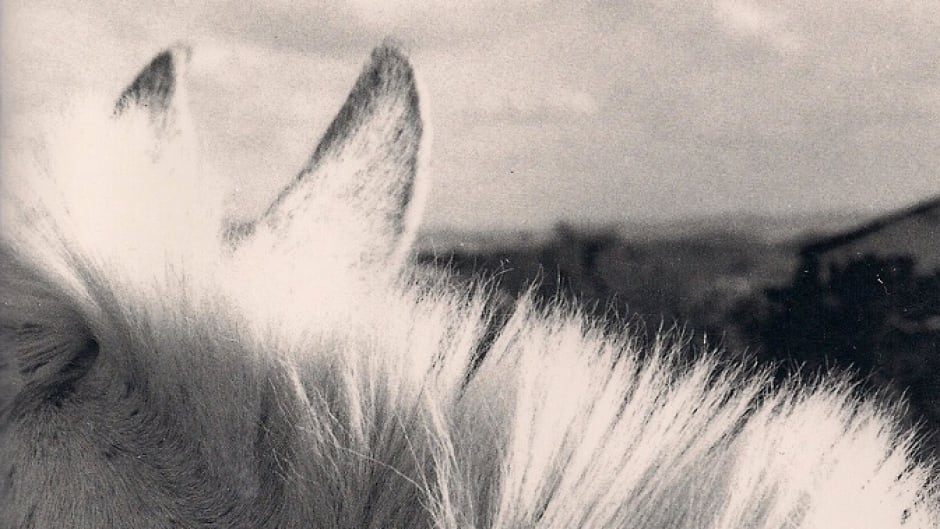 From the cover of "All the Pretty Horses" by Cormac McCarthy