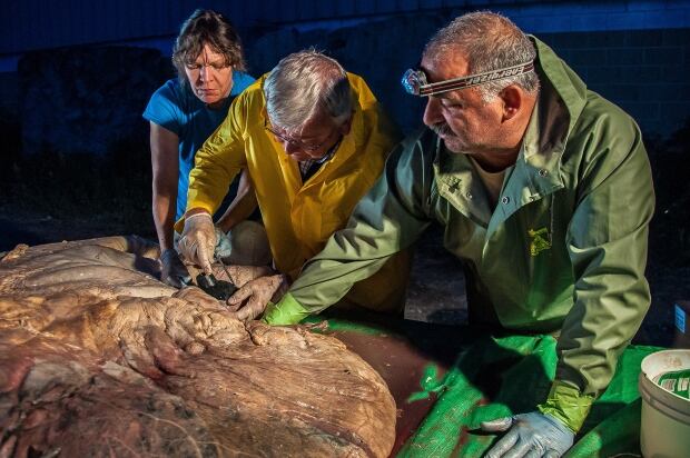 Blue whale heart 02