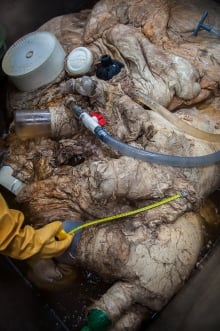 Blue whale heart 03