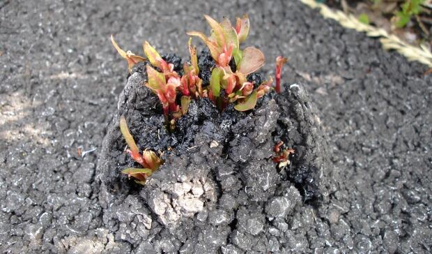 knotweed concrete