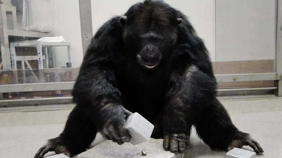 A chimpanzee uses tools to crack nuts