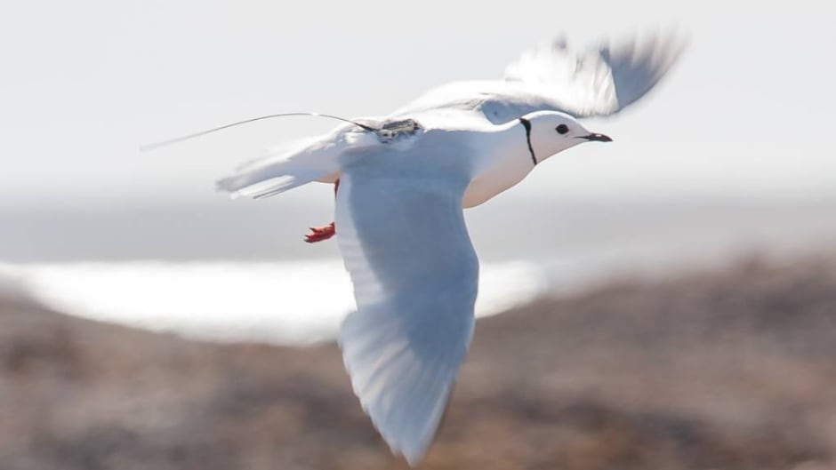 Ross's gull with tracking device