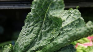 Kale leaf close-up