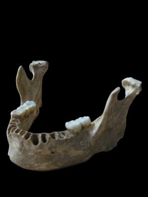 Jawbone Oase human with Neanderthal ancestor