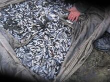 Prussian carp