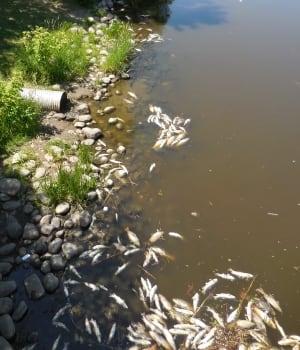 dead fish regina