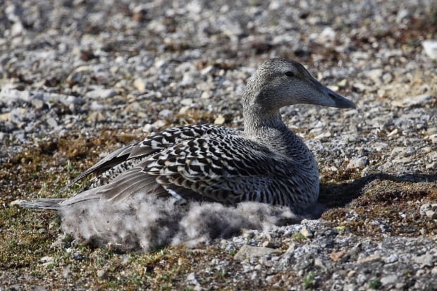 Common eider