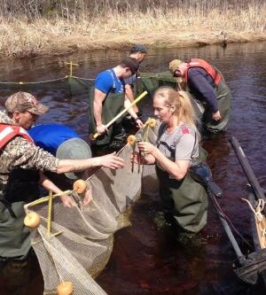 salmon research in North Lake P.E.I.