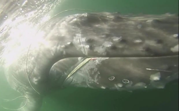 Whale cut free from massive entaglement