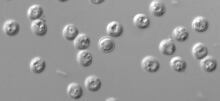 Cryptosporidium virus