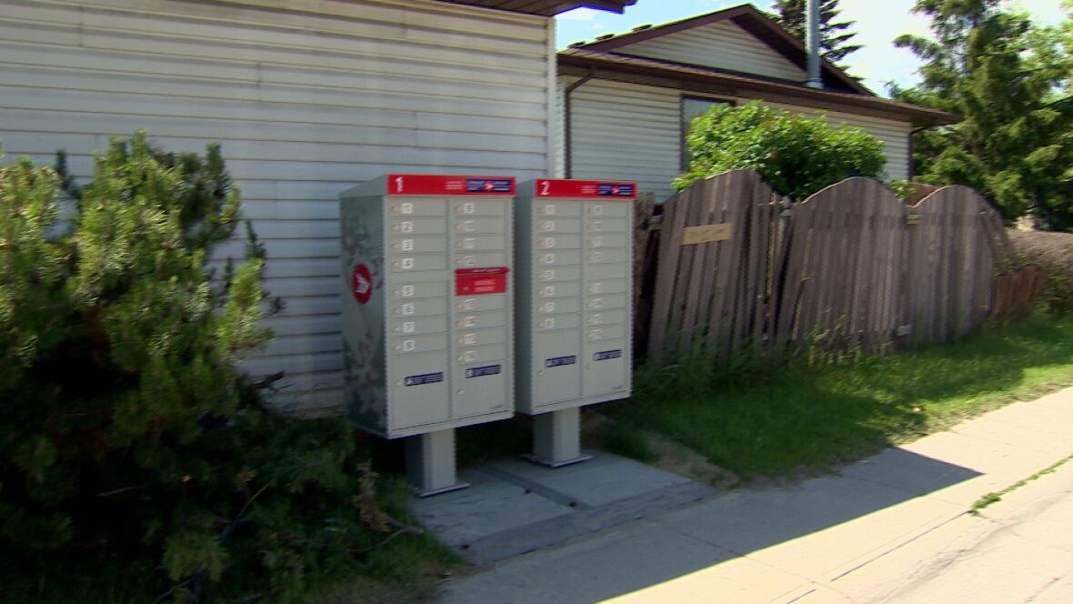Calgary man says Canada Post cut down his tree for community mailbox CBC News