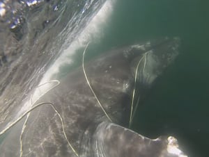 whales