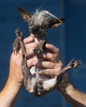 APTOPIX Ugly Dog Contest
