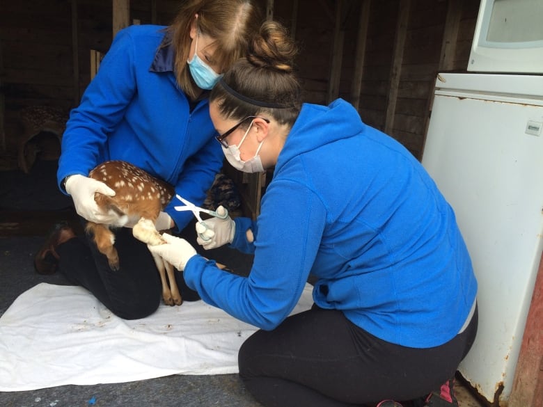 Fawn rescued by RCMP doing well, Hope for Wildlife says CBC News