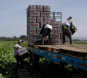 California farm workers
