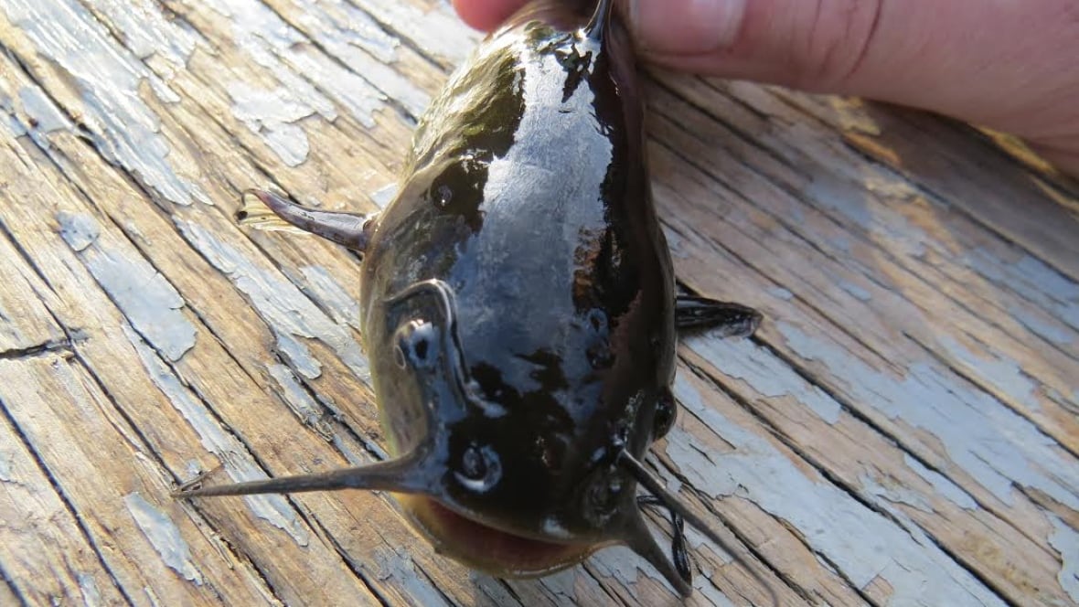Catfish close popular fishing hole near Fort McMurray Edmonton CBC News