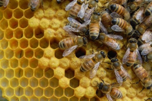 10 Acres bees