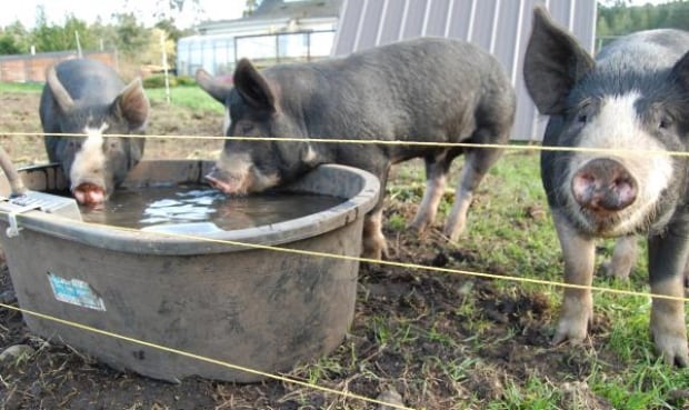 10 Acres pigs