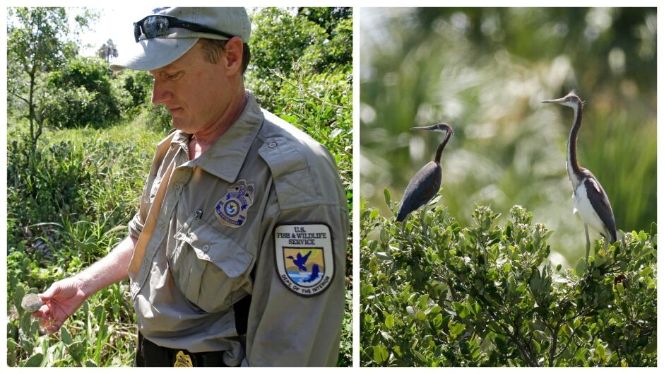 Larry Woodward, of the U.S. Fish and Wildlife Service looks over a broken egg shell at Seahorse Key / Tricolored herons perch in tree branches on Snake Key, Fla. just a short distance from Seahorse Key off Florida’s Gulf Coast.