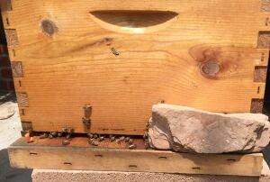 Bees