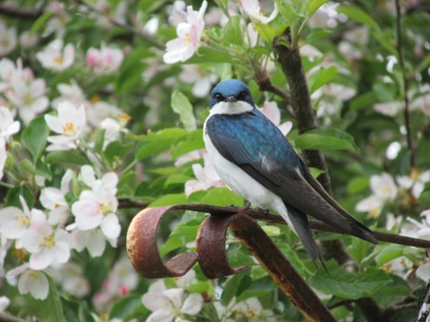 The return of the swallows