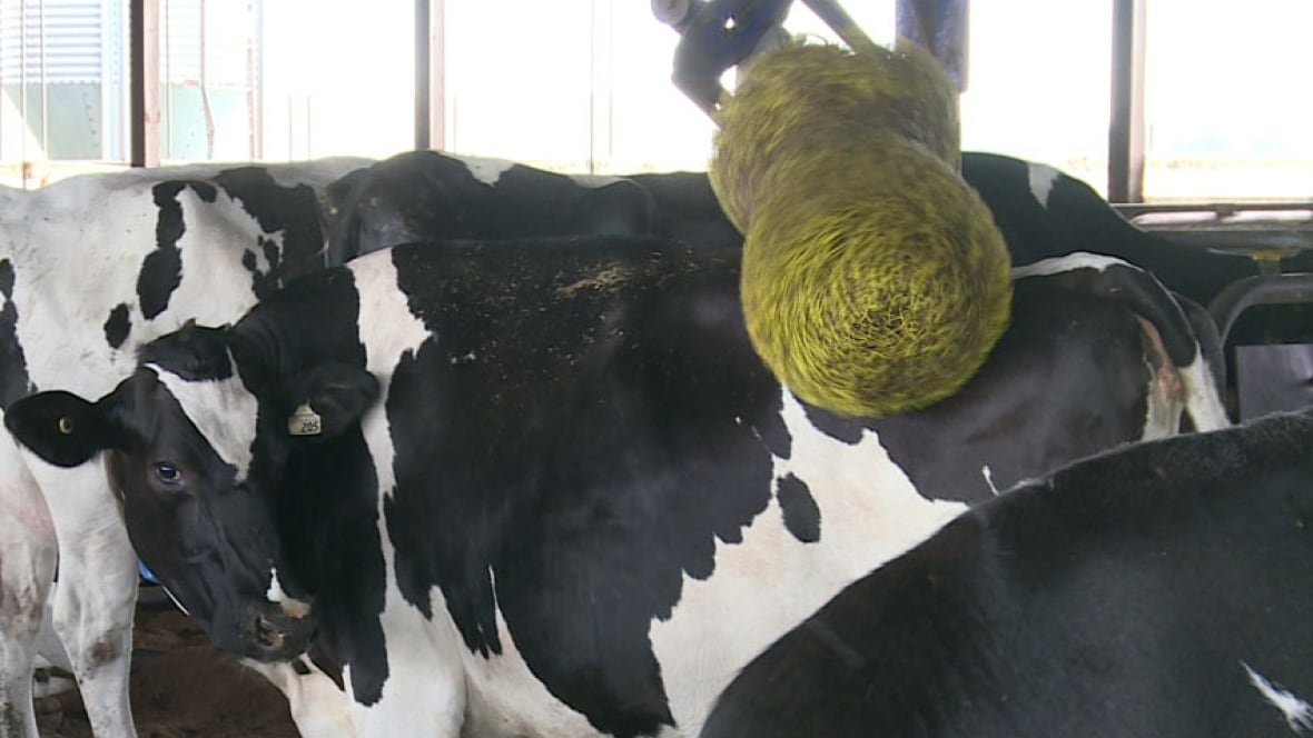 Cows' motorized backscratcher keeps milk flowing Prince Edward