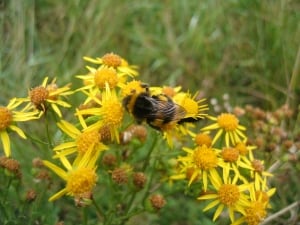 Buff-tailed bumblebee composite flower