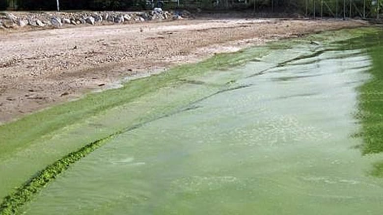 Water meets sand on a beach. The water is forest green-coloured from the algae.  