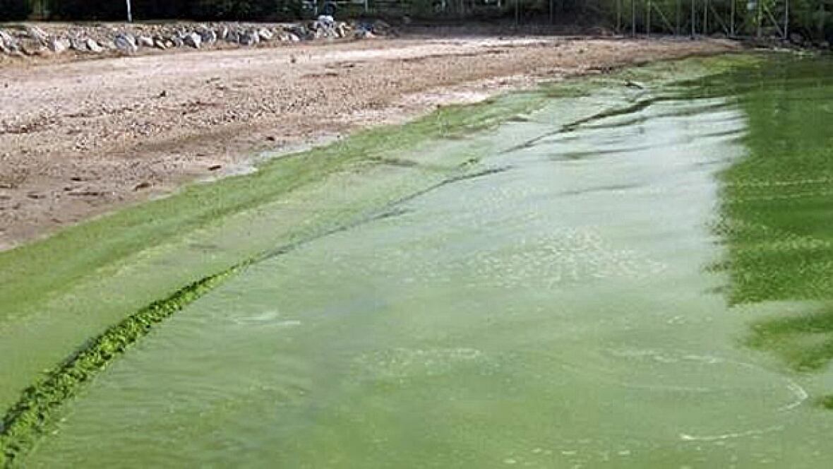 Water meets sand on a beach. The water is forest green-coloured from the algae.  