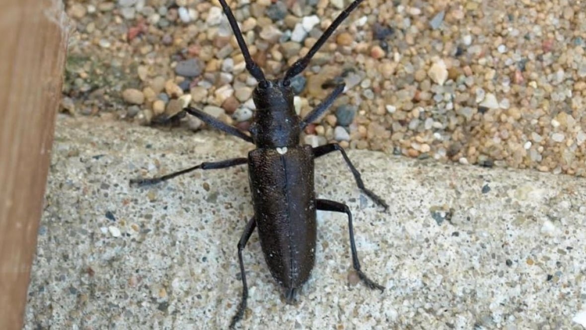 Pine beetle population surges in Kenora Thunder Bay CBC News