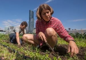 green roofs