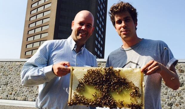 Maison Radio-Canada bees