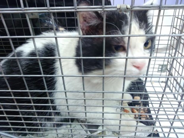 Feral cat trapped for VOKRA program