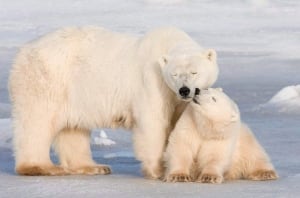Hudson Bay polar bears