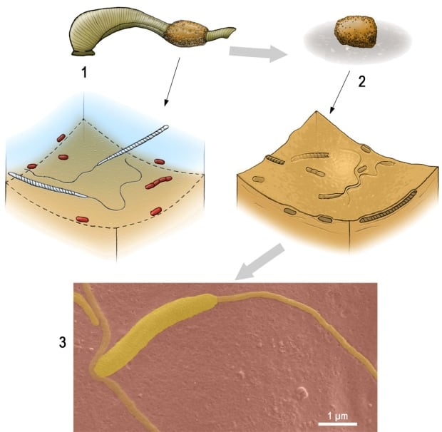 Leech cocoon