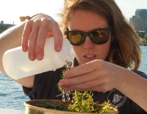 MICROPLASTICS JULY 15 2015 samples