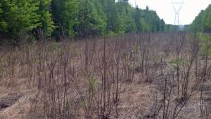 Defoliant spraying in New Brunswick