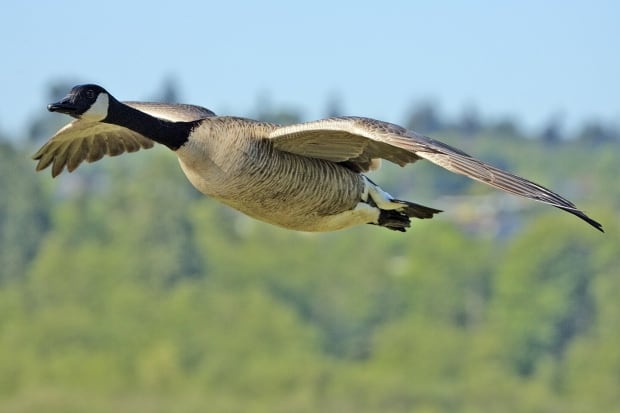 Canada Goose in flight