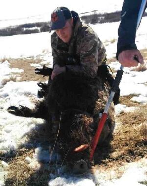 wild boars being collared