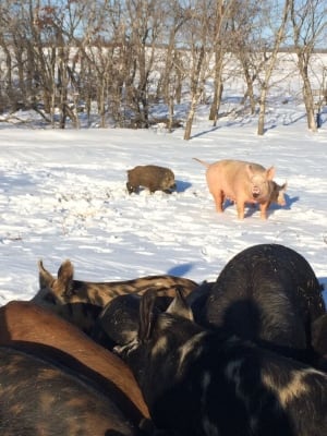 pigs and wild boar
